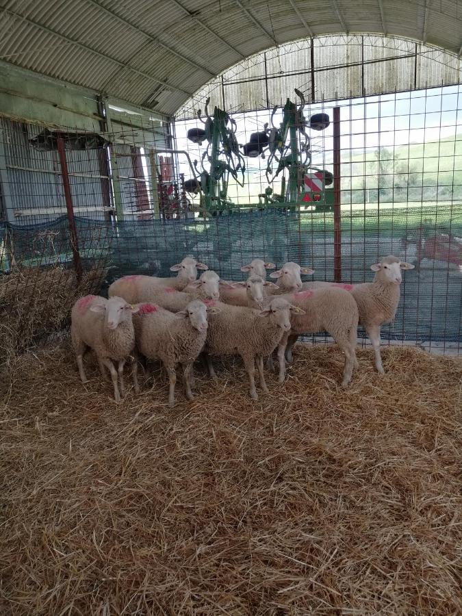 La Quinta Decima Bioagriturismo Fattoria Spedaletto Eksteriør billede
