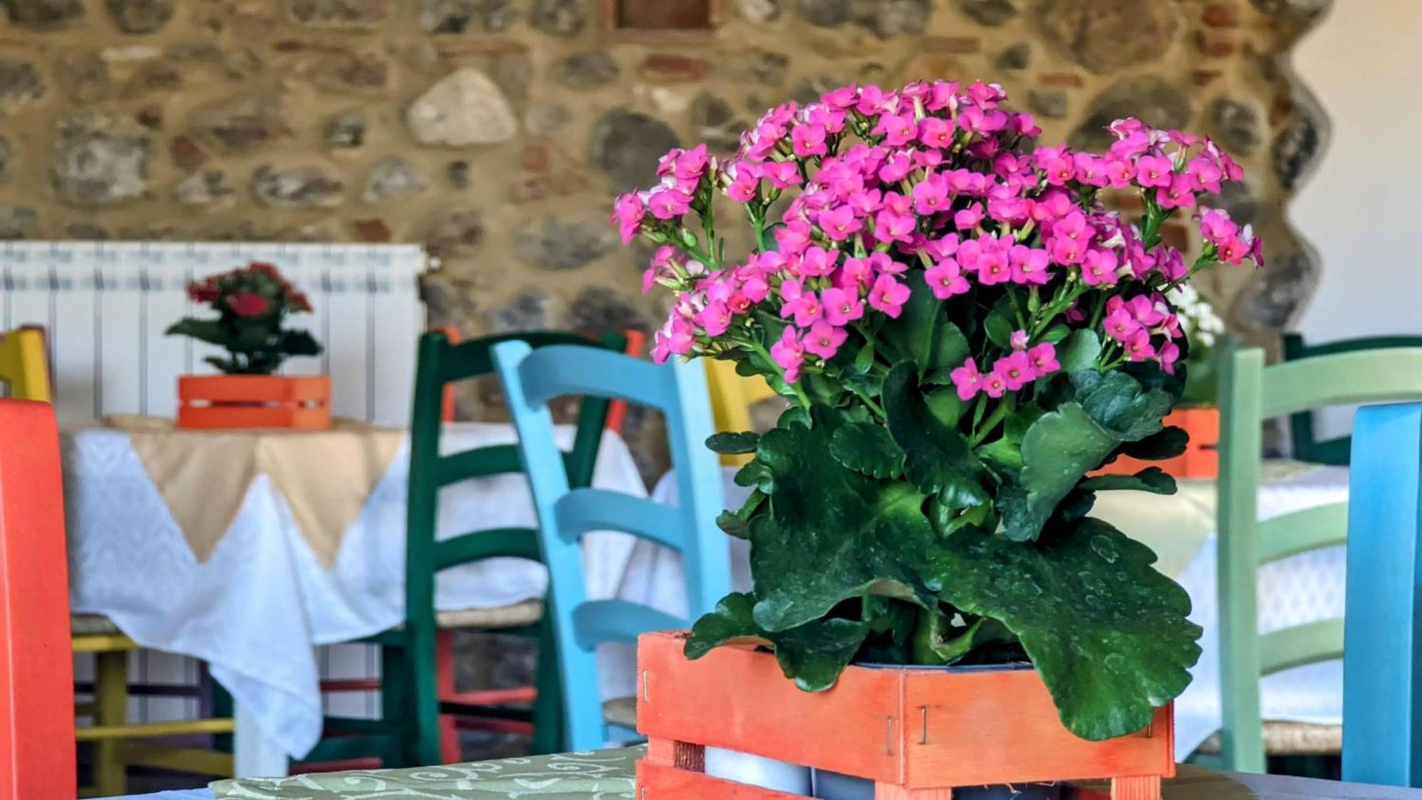 La Quinta Decima Bioagriturismo Fattoria Spedaletto Eksteriør billede